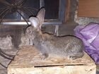 Кролики породы Бельгийский великан цвет агути объявление продам