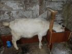 Дойная коза разный возраст объявление продам