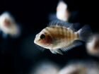 Рыбки аквариумные цихлазома чернополосая объявление продам
