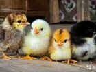 Цыплята от домашних кур объявление продам