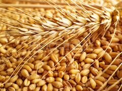 Зерно, корма для животных