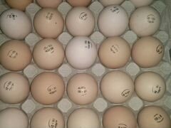 Продается инкубационное яйцо бройлера 45руб