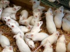 Мыши на корм