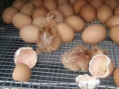 Цыплята домашнего инкубирования