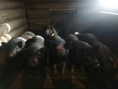 Домашние Поросята/ мясо свинины