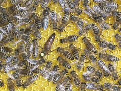 100 пчелосемей