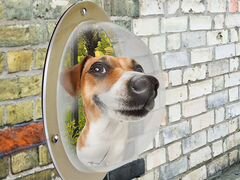 Окно в заборе для собаки