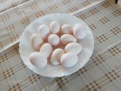Яйцо инкубационное леггорн-долматинец
