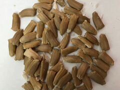 Семена лагенарии-бутылочная тыква
