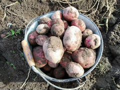 Вкусный частный эко картофель, урожай 2019