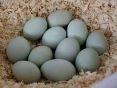 Яйца Араукана