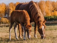 Лошади русской тяжеловозной породы