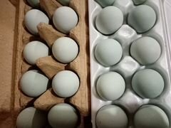 Инкубационное яйцо и цыплята кур породы Ухейлюй