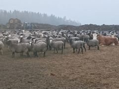 Продается Овцы барашки ярочки разного возроста