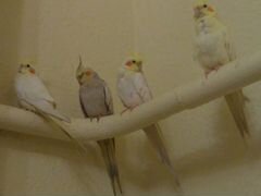 Птенцы попугая кареллы