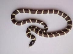 Змея Lampropeltis californiae