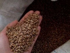 Зерно пшеницы, кукуруза