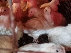 Цыплята кур несушек породы декалб уайт