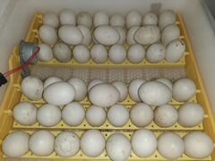 Инкубационные яйца мускусные утки(индоутки) и кур