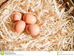 Инкубационное яйцо породистой птицы