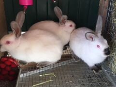 Кролики калифорнийцы для разведения