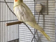 Попугай породы карелла - Кеша