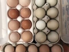 Яйца инкубационные куриные и утиные
