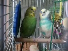 Попугаи пара