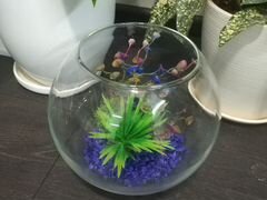 Аквариум шаровая ваза 5 л. с грунтом и растениями