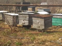 Продается пчела семей, возможен бартер город Арск