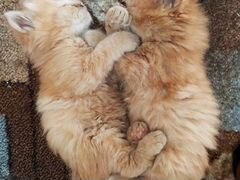 Два братика - котика