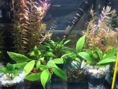 Анубиас, роталла, растения в аквариум