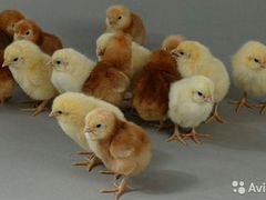 Цыпленок яйценоский