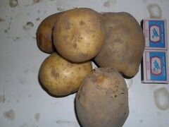 Картофель семенной, картофель Едовой