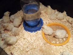 Легорн цыплёнок домашний