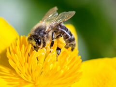 Ульи для пчёл, пчеломатки