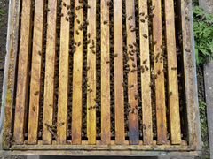 Пчелы, отводки, пчеломатки плодные Карника