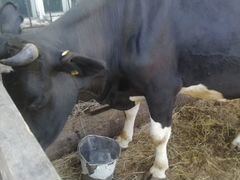 Продам молочную корову