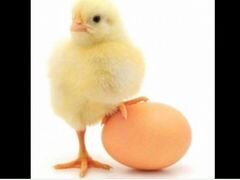 Цыплёнок броллерКоб500 яйцо Чехия