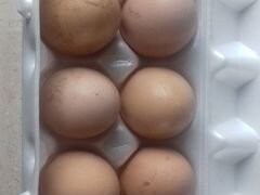 Пищевое и инкубационное яйцо