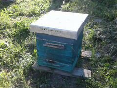 Пчеласемьии с улиями 10 рамочные 3 корпуса. карпат