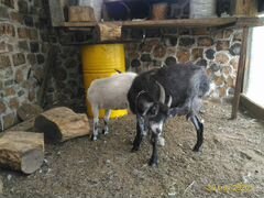 Пуховая коза с козленком