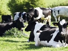 Коровы, телята, телки черно пестрой породы