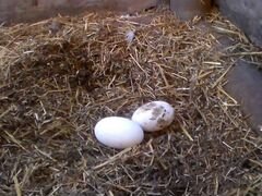 Гусиное яйцо инкубационное