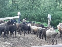 Курдючные бараны, овцы