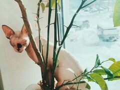Кошечка канадского сфинкса ищет котика для вязки