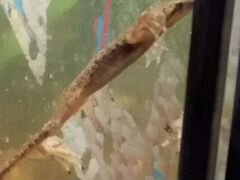 Аквариумная лягушка карликовая