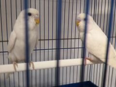 Пара белых попугаев