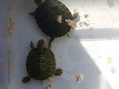 Водные красноухие черепахи