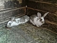 Кролики (3-4 месяца)